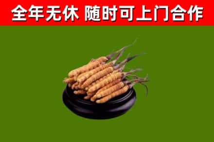 靖远回收散虫草
